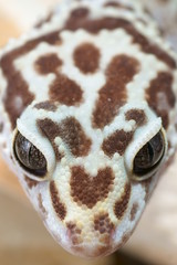 leopard gecko