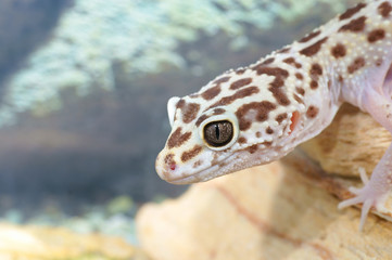 leopard gecko