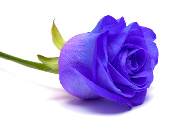 blue rose on white background - obrazy, fototapety, plakaty