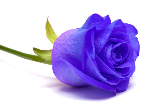 Fototapeta blue rose on white background