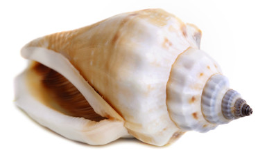 sea shell