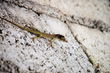 wall lizard