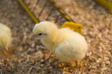 chick in hatchery