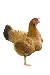 isolated hen