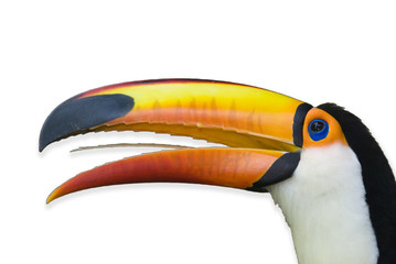 toucan
