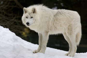 Obraz na płótnie Canvas Loup arctique