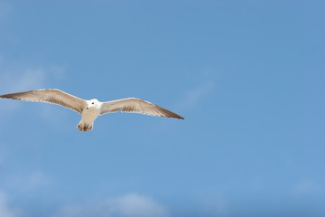 birds on seashore