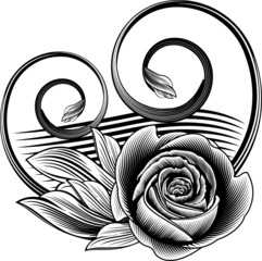 Ornamental rose