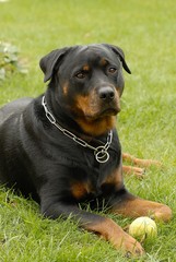 chien rottweiler