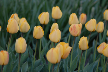 żółte tulipany, yellow tulips © Krzysztof Budziakows