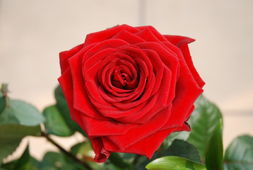 kwitnąca róża, blooming rose © Krzysztof Budziakows