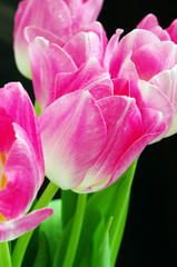Fototapeta na wymiar Lots of pink tulips on a black background