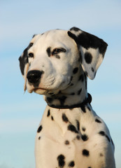 chiot dalmatien