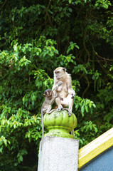 Monkey