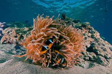 Fototapeta na wymiar magnificent anemone