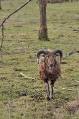 ram