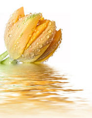 Fototapeta na wymiar makro tulipan z kropli wody na płatkach