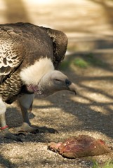 Avvoltoio con colazione di carne cruda