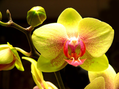 Orchidee-gelb-1