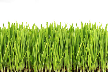 Green grass isolated on white background
