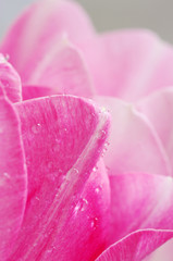 Fototapeta na wymiar Lots of pink tulips's petals