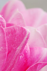 Lots of pink tulips's petals