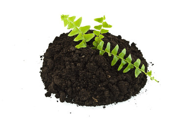 sprout  ferns in soil