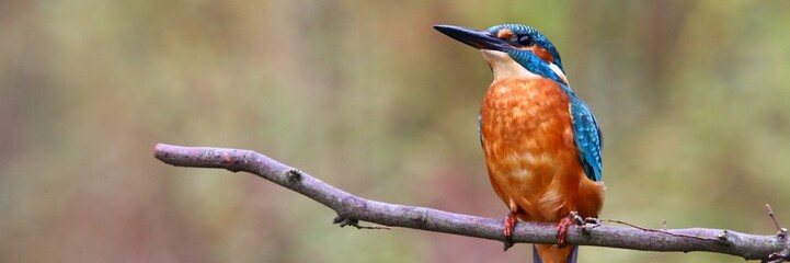 Eisvogel