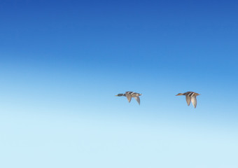 geese in mist