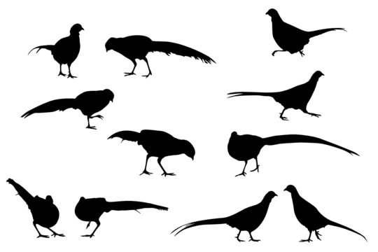 pheasant vector silhouettes, design elements