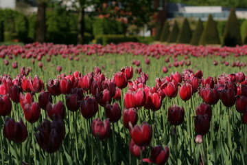 distesa di tulipani