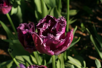fiore viola