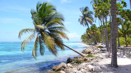 Fototapeta na wymiar Słynna palma