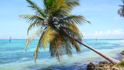 Palme - Guadeloupe, Franzoesische Antillen