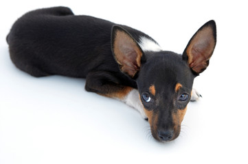 Obraz premium Sad small dog