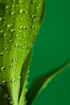 Green bamboo leaves with drops