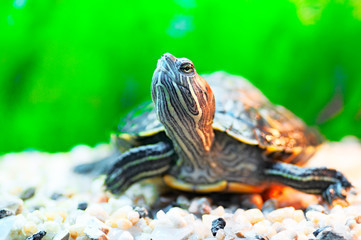 slider turtle