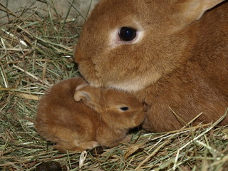 lapin