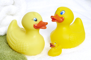 Average family of ducks