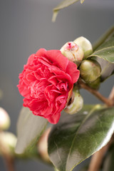 Camelia flower
