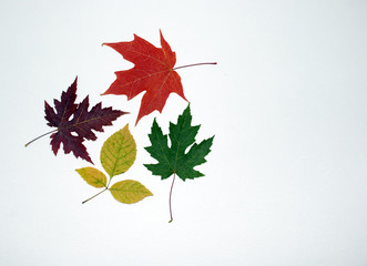 Four fall swirling, dancing leaves