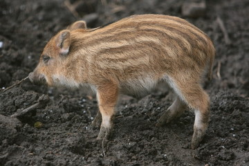 Wildschwein