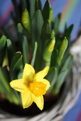 Obraz premium jonquilles