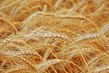 wheat