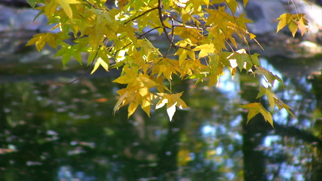 Autumn 7
