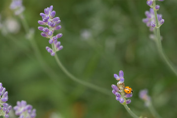 Coccinelle sur lavande