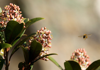 Petite abeille en vol quittant massif de fleurs
