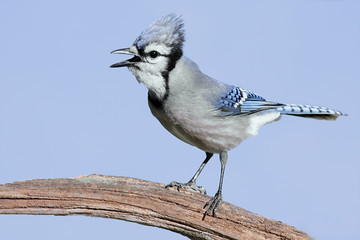 Blue Jay On A Stump