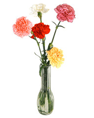 Obraz premium Carnation