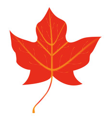 Maple Leaf